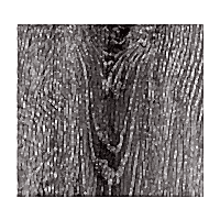 LVT PVC 60001342 FRENCH GREY ( 2 MM 0,30 1219 X 184 ) 3,3644 M2